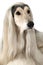 Portrait of Afghan hound dog