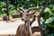 Portrait of African antilope, kudu