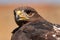 Portrait of african bird of prey, Augur Buzzard, Buteo augur, head isolated against blurred background