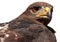 Portrait of african bird of prey, Augur Buzzard, Buteo augur, head isolated on white background