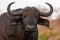 Portrait of an African buffalo in Zimanga private game reserver