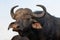 Portrait of an African buffalo in Zimanga private game reserver