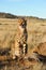 Portrait of an African cheetah guarding its meal