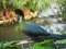 Portrait of African colorful bird, Knysna Turaco, Tauraco corythaix. Close-up, white crested rare exotic lourie.