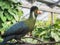 Portrait of African colorful bird, Knysna Turaco, Tauraco corythaix. Close-up, white crested rare exotic lourie.