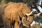 Portrait of African Elephant bull (Loxodonta africana)