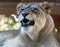 A Portrait of an African Female Zoo Lion Snarling