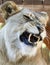 A Portrait of an African Female Zoo Lion Snarling