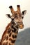 Portrait of an african giraffe