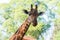 Portrait of an African giraffe  Giraffa camelopardalis,  an African even-toed ungulate mammal, the tallest living terrestrial