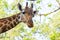 Portrait of an African giraffe  Giraffa camelopardalis,  an African even-toed ungulate mammal, the tallest living terrestrial