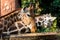 Portrait of an African giraffe  Giraffa camelopardalis,  an African even-toed ungulate mammal, the tallest living terrestrial