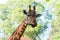 Portrait of an African giraffe  Giraffa camelopardalis,  an African even-toed ungulate mammal, the tallest living terrestrial