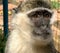 Portrait of african green monkey or vervet