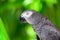 Portrait of African grey parrot against jungle background.