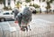 Portrait Of African Grey Parrot  Psittacus Erithacus