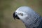 Portrait of an African grey which is a good mimic and talker