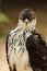Portrait of an African Hawk Eagle