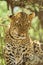 Portrait of an African Leopard in an Acacia tree