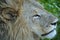 Portrait of of African lions, Panthera leo, detail of big animals, Okavango delta, Botswana, Africa. Cats in nature habitat. Lion