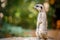 Portrait of an African meerkat