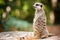 Portrait of an African meerkat