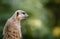 Portrait of an African meerkat