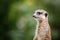 Portrait of an African meerkat