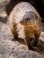 Portrait of an African mongoose in Savannah close