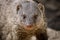 Portrait of an African mongoose in Savannah close