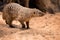 Portrait of an African mongoose in Savannah close