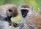 Portrait african monkeys