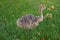 Portrait of an african ostrich chick at ostrich farm. Cute ostrich chicken of 5 days old walking in green grass at zoo.