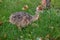 Portrait of an african ostrich chick at ostrich farm. Cute ostrich chicken of 5 days old walking in green grass at zoo.