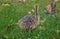 Portrait of an african ostrich chick at ostrich farm. Cute ostrich chicken of 5 days old walking in green grass at zoo.