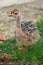 Portrait of an african ostrich chick at ostrich farm. Cute ostrich chicken of 5 days old walking in green grass at zoo.