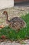 Portrait of an african ostrich chick at ostrich farm. Cute ostrich chicken of 5 days old walking in green grass at zoo.