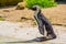 Portrait of a african penguin on land, flightless bird from Africa, Endangered animal specie