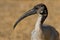 A portrait of an african sacred ibis