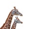 Portrait of African tall giraffes, a mother protecting her young calf isolated at white background. Concept biodiversity and