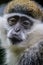 Portrait of an African Vervet Monkey - Chlorocebus aethiops