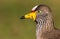 A portrait of an african wattled lapwing