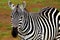 Portrait of African Wild Zebra