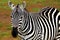 Portrait of African Wild Zebra