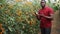 Portrait of Afro American man farmer standing in greenhouse with growing yellow cherry tomato, proud of harvest and