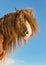 Portrait of Agar, Bohemian-Moravian Belgian horse in sunny day. Czech Republic