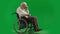 Portrait of aged disabled man on chroma key green screen. Full shot senior man sitting in wheelchair thinking deeply