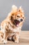 Portrait of an aggressive barking domestic dog on a wooden table against a gray wall