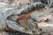 Portrait of aggressive crocodile in the mud at the mini zoo crocodile farm in Miri.