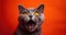 Portrait of an aggressive gray cat with an open mouth in a red background. Generative AI
